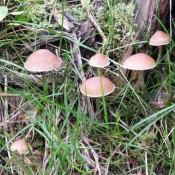 Paddenstoelen in Gevelinghausen