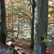 Herfst in Siedlinghausen