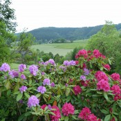 Rododendron in bloei